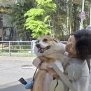 보영만두 삼양점 | 260413~260419 직장인 주간일기 | 영종도, KT위즈파크 직관, 증명사진 찍고 먹고 보낸 한 주