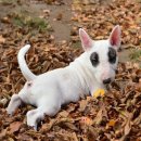 애견백과 - 미니어처 불 테리어 (Miniature Bull Terrier) 이미지