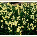 상모리-10 이미지