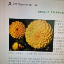 [성모동산의 꽃과 풀들] 매리골드의 또 다른 이름, 부활절 꽃 이미지