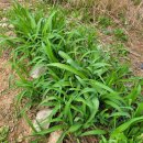 강림농장 이미지