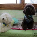 개털깎는남자 이미지