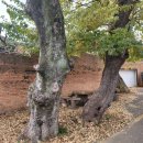 오후한의원 | 경주 대추밭백한의원 월요일 오후 진료 후기 5대 원장님