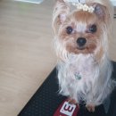 회원동물메디컬센터 이미지