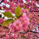 4월 21일 일요당일 - 태안 백화산+서산 도비산(왕벚꽃) 신청안내(28인승/31인승) 이미지