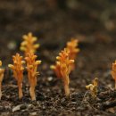 애기천 Daum카페