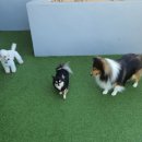 더 퍼피즈 블루 오션 쿡 이미지