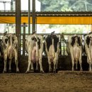 두레목장 이미지