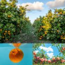 아이러브컬러 PC Zone | 나만 알고 싶은 아디다스 바이브 헤어&amp;바디미스트 스파크업 시향 후기(비슷한 st 향수)