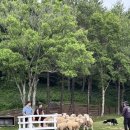 삼양유치원 | 6살 아이와 함께 다녀온 대관령 삼양목장 후기 | 양몰이 공연, 먹이주기, 산책까지