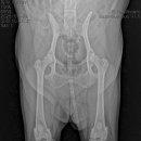 정창수외과동물병원 이미지