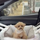 아투스 | 아투스모멍트 무우 카시트 / 강아지 카시트 추천