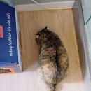 그루밍차차 | 카라보호소 아름품센터 정기봉사활동-48,49