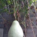 2017년 마음을 담은 추석선물~ 이미지