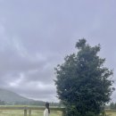 푸른들목장 | 제주 한림 서쪽 여행 : 성이시돌목장 사진명소 / 우유부단 아이스크림라떼