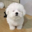 아기강아지 이미지