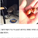 배고픈 너구리에게 사료 줬더니 '알밤' 두 개 놓고 갔네요 이미지