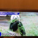 바이바이샨샨🐼バイバイシャンシャン中国返還 이미지