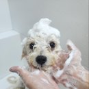 허니애견 이미지