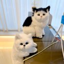 더긋다 네이버블로그