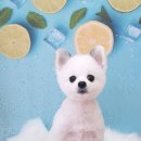 오룡애견미용 이미지