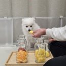 댕동댕 유치원 | [애견유치원 특별활동] 과일로 펼치는 강아지 후각 놀이! 댕동댕 유치원의 감각발달 프로그램