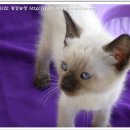 평강농장 이미지