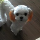 말티와푸들이사는집 이미지