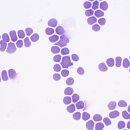 24시 성심동물메디컬센터 이미지