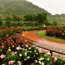 장성 꽃 화원 이미지