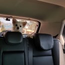 거제시롤러경기장 | 거제 독봉산 웰빙공원 봄 나들이