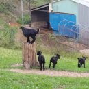 산내들흑염소 이미지