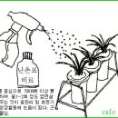 한국춘란의 정월(1월)달의 배양 관리 이미지