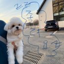 선태권도 | [파주/슈베르몽] 내돈내산_4000평 규모 자연형 힐링 애견카페 방문 후기