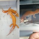 홍익리자드 | [레오파드게코 도마뱀] 홍익 리자드 후기(0413수정)