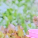 세리민박 이미지