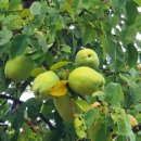 모과목장 이미지