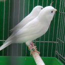 카나리아 이미지