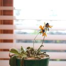 동막골민박 이미지