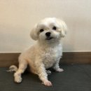 단짝 펫살롱 네이버블로그