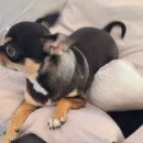 벨루스독 이미지