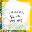 내포동물병원 네이버블로그
