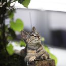 꿈꾸는 고양이 이미지
