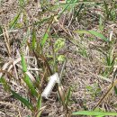 신북로 R 이미지