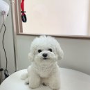 퍼피몽드