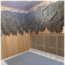 효소명가 이미지