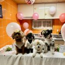 가평 아름마루 독채 애견펜션2 이미지