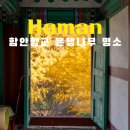 향교 | 함안향교 은행나무 명소 실시간 후기 경남 은행나무 절정 방문시기