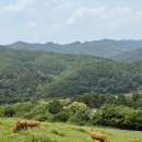 은하목장 | 춘천여행 해피초원목장 - 아이랑 가기좋은 춘천 여행지 , 어른도 즐거운 동물먹이주기 체험
