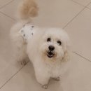 일산애견호텔 애견유치원 맘바이 일산점 | 일산애견호텔 맘바이 일산점 이용후기, 직접 맡겨보고 느낀 솔직한 경험담
